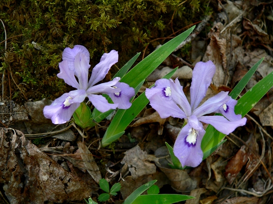 {Iris cristata}